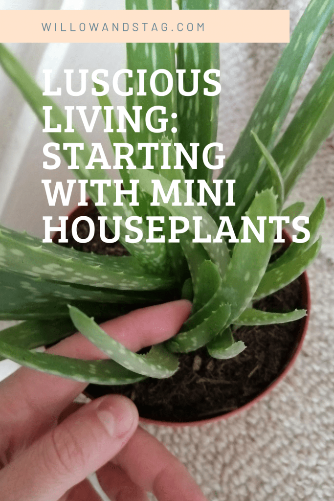 Pinterest graphic mini houseplant blog